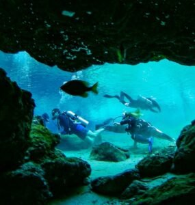 school of fish in water