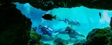 school of fish in water
