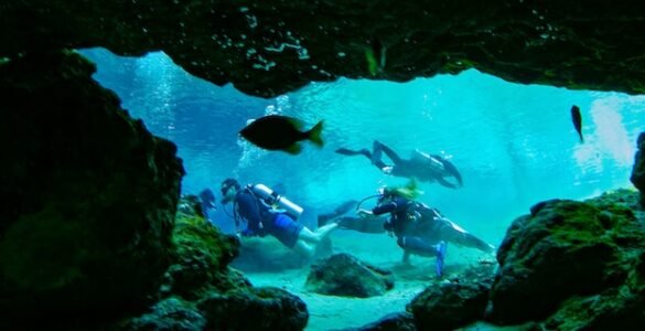 school of fish in water
