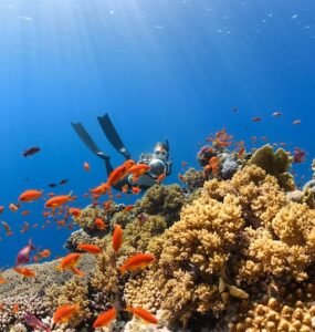 a scuba diver swims over a colorful coral reef