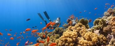 a scuba diver swims over a colorful coral reef