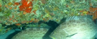 Top 10 Marine Species for Spearfishing