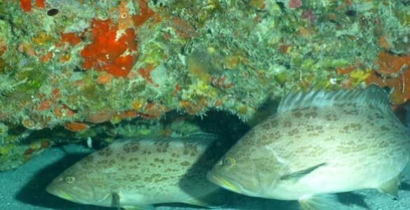 Top 10 Marine Species for Spearfishing