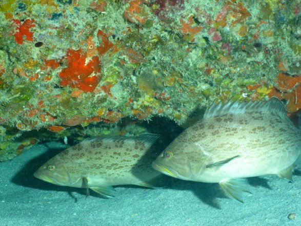 Top 10 Marine Species for Spearfishing