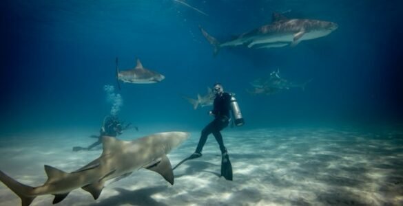 10 Tips for Spearfishing Safety: Dive In with Confidence